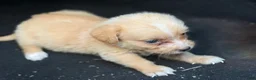 Chihuahua dogs for sale: Molly - Ad 3