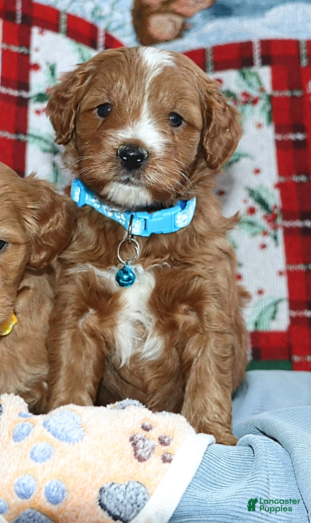 Mini Goldendoodle dogs for sale: Waylon 💙 Genetic Clear Parents - Ad 35