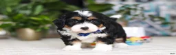 Mini Bernedoodle dogs for sale: Bluey - Ad 5