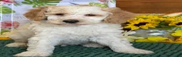 Mini Goldendoodle dogs for sale: Travis - Ad 4