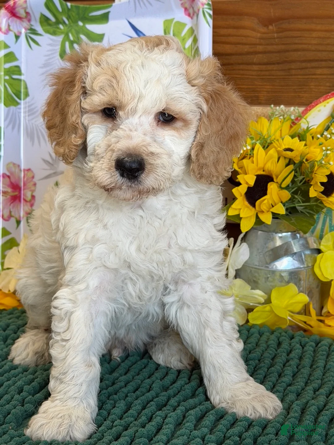 Mini Goldendoodle dogs for sale: Travis - Ad 4