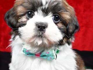 Shih Tzu dogs Vince - Ad 7