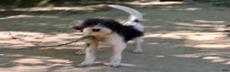 Bernedoodle dogs for sale: Jamie - Ad 3