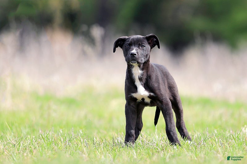 Mixed Breed dogs Magpie - European Doberdane GIRL! - Ad 2