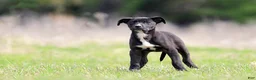 Mixed Breed dogs for sale: Magpie - European Doberdane GIRL! - Ad 2