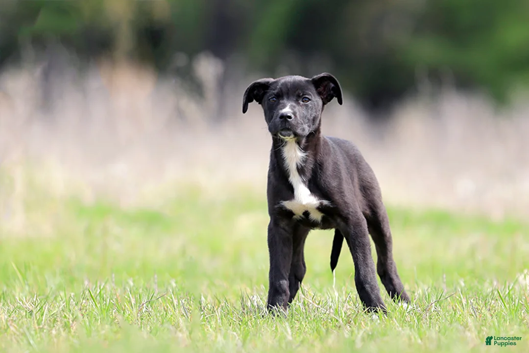 Mixed Breed dogs for sale: Magpie - European Doberdane GIRL! - Ad 2