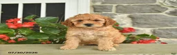 Miniature Poodle dogs for sale: Heidi  - Ad 2