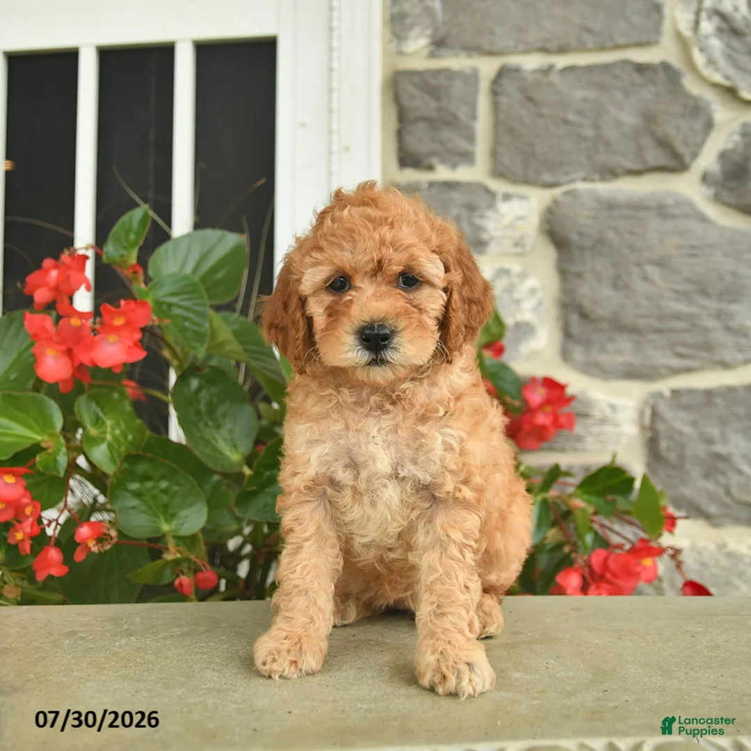 Miniature Poodle dogs for sale: Heidi  - Ad 2