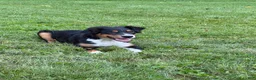 Miniature Australian Shepherd dogs for sale: Marshal  - Ad 3