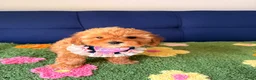 Cavapoo dogs for sale: Lily - Ad 3