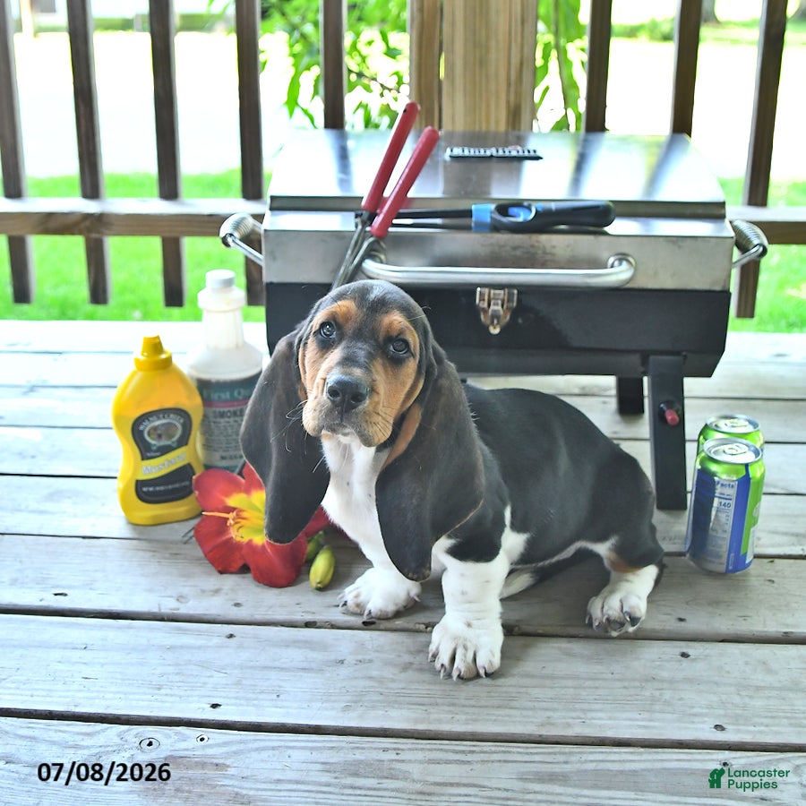 Basset Hound dogs Lacey - Ad 1
