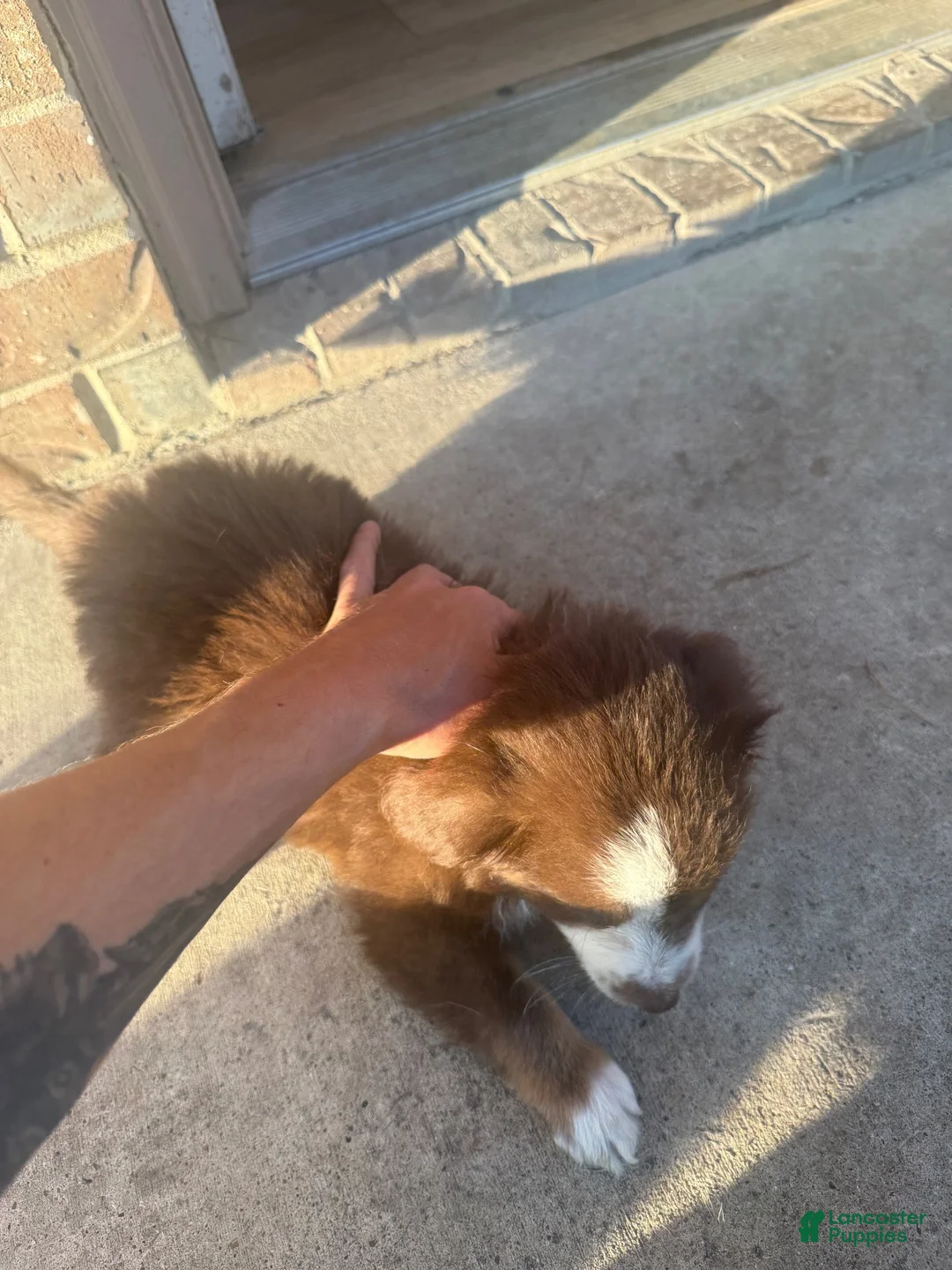 Australian Shepherd dogs for sale: Australian Shepherd 1 - Ad 3