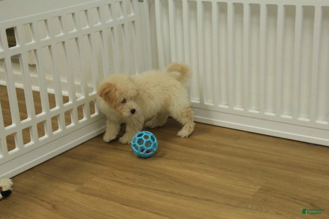 Bichpoo dogs for sale: River - Ad 12