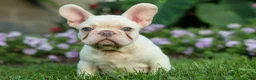 French Bulldog dogs for sale: Snoopy 🐶 - Ad 15