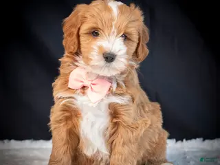 Mini Goldendoodle dogs Bella - Ad 11