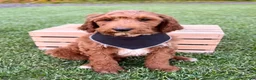 Irish Doodle dogs for sale: Cody - Ad 22