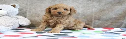 Mini Goldendoodle dogs for sale: Zachary - Ad 4