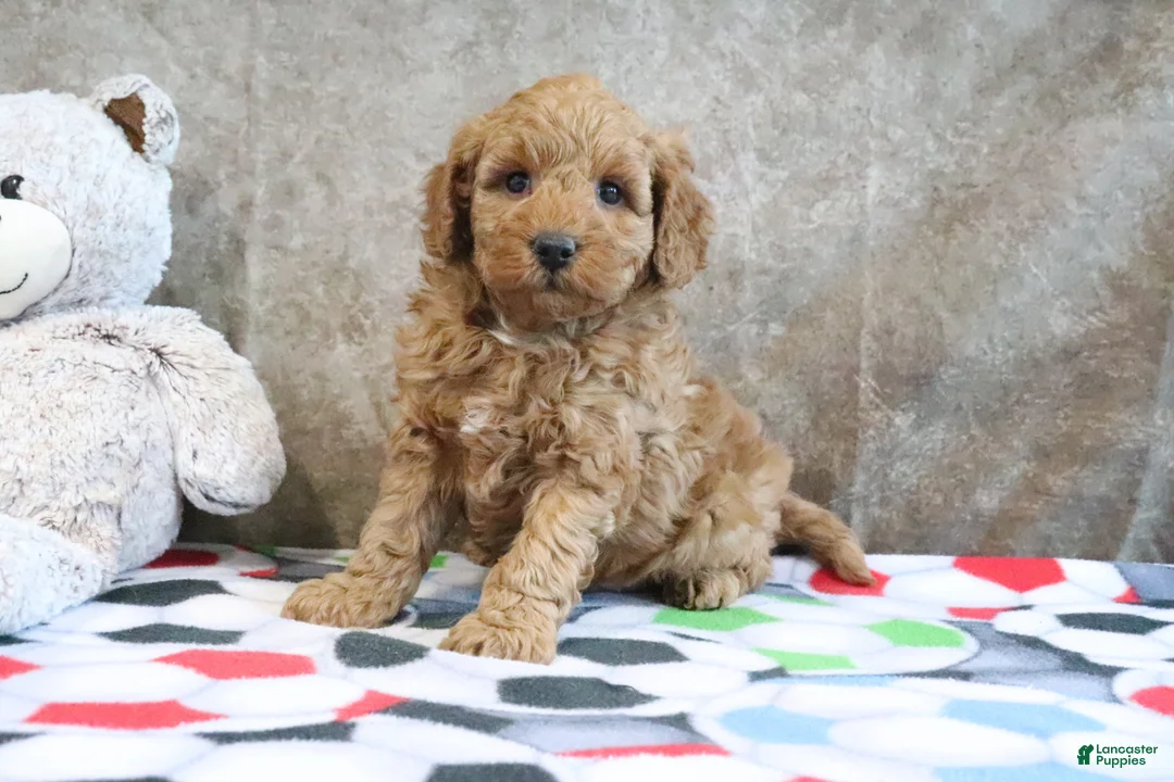 Mini Goldendoodle dogs for sale: Zachary - Ad 14