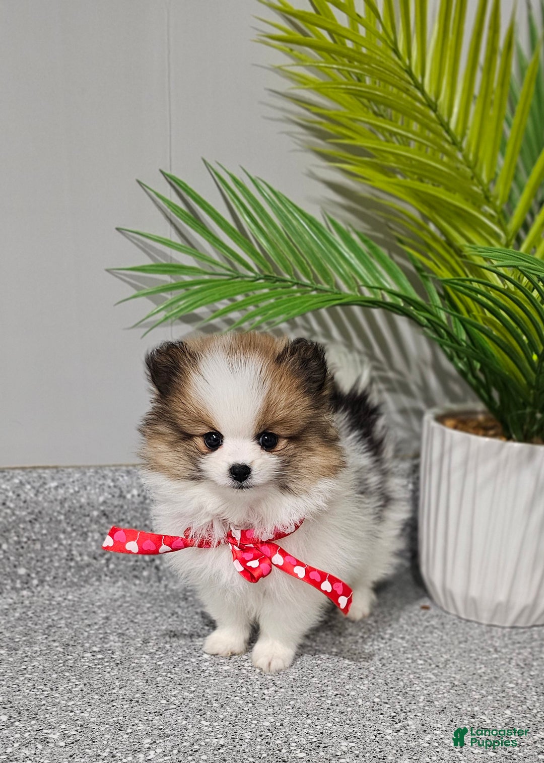 Pomeranian dogs for sale: Pomeranian Nina - Ad 2