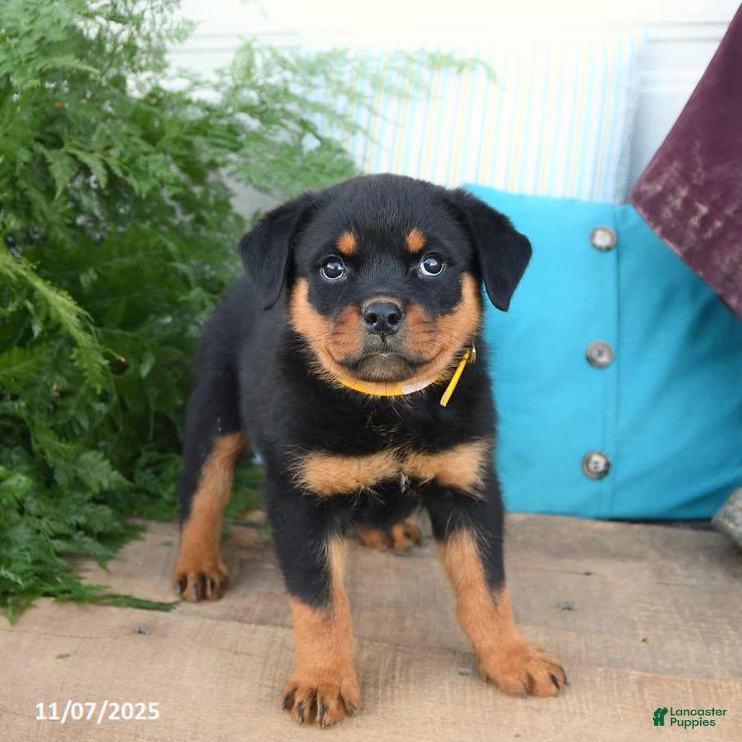 Rottweiler dogs for sale: Addie - Ad 2
