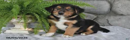 Mixed Breed dogs for sale: Sweet Susie - Ad 3