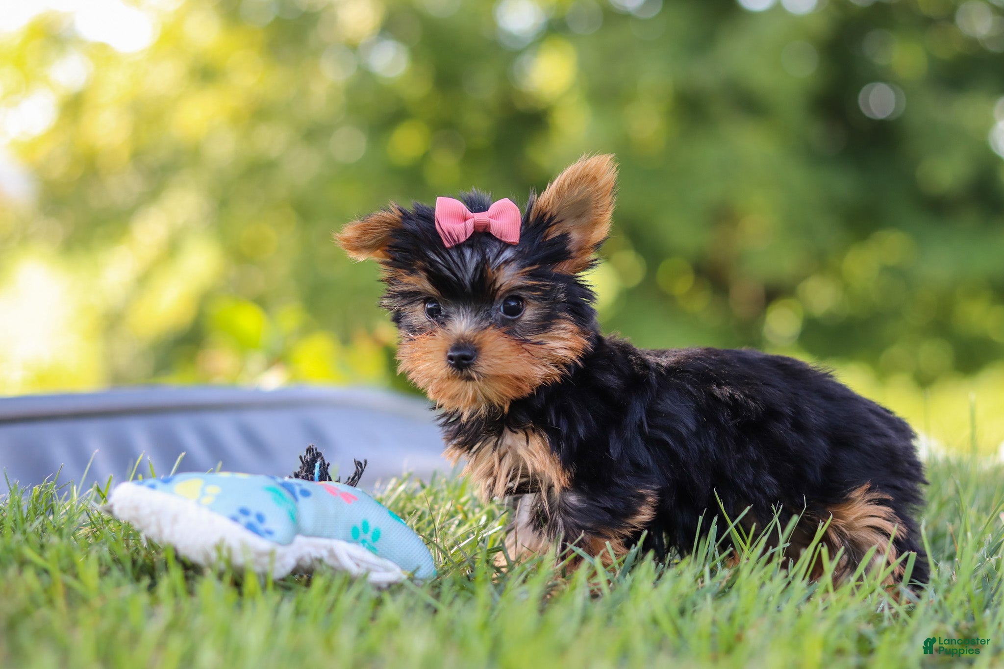 Yorkshire Terrier dogs Lila - Ad 2