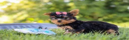 Yorkshire Terrier dogs for sale: Lila - Ad 2