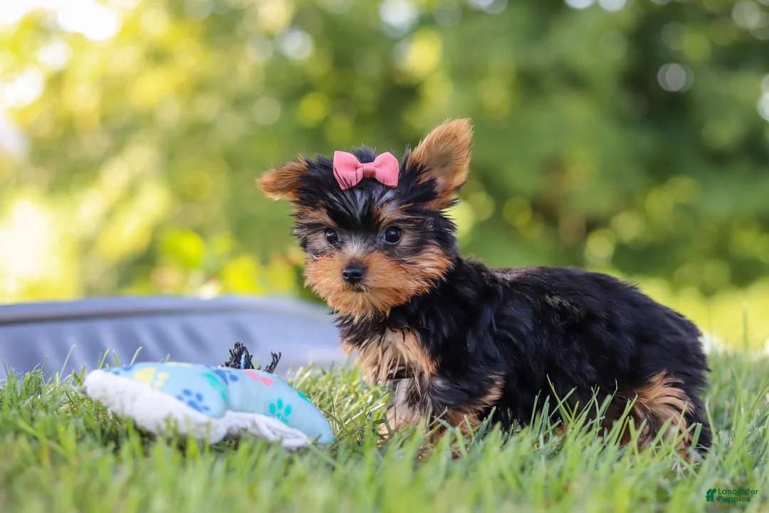Yorkshire Terrier dogs for sale: Lila - Ad 2