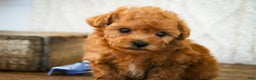 Miniature Poodle dogs for sale: Kermit - Ad 9