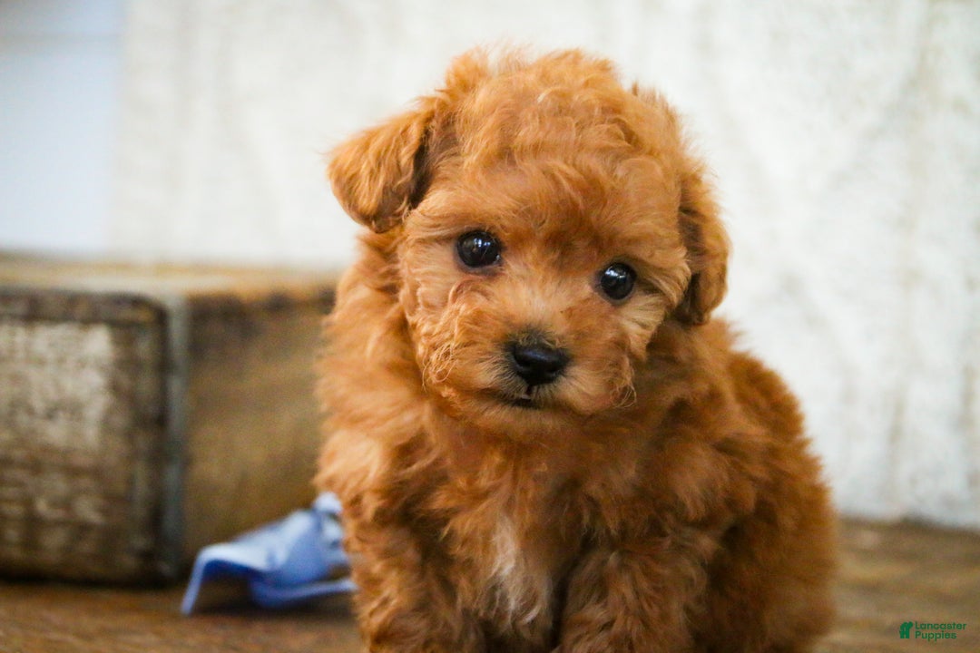 Miniature Poodle dogs for sale: Kermit - Ad 9