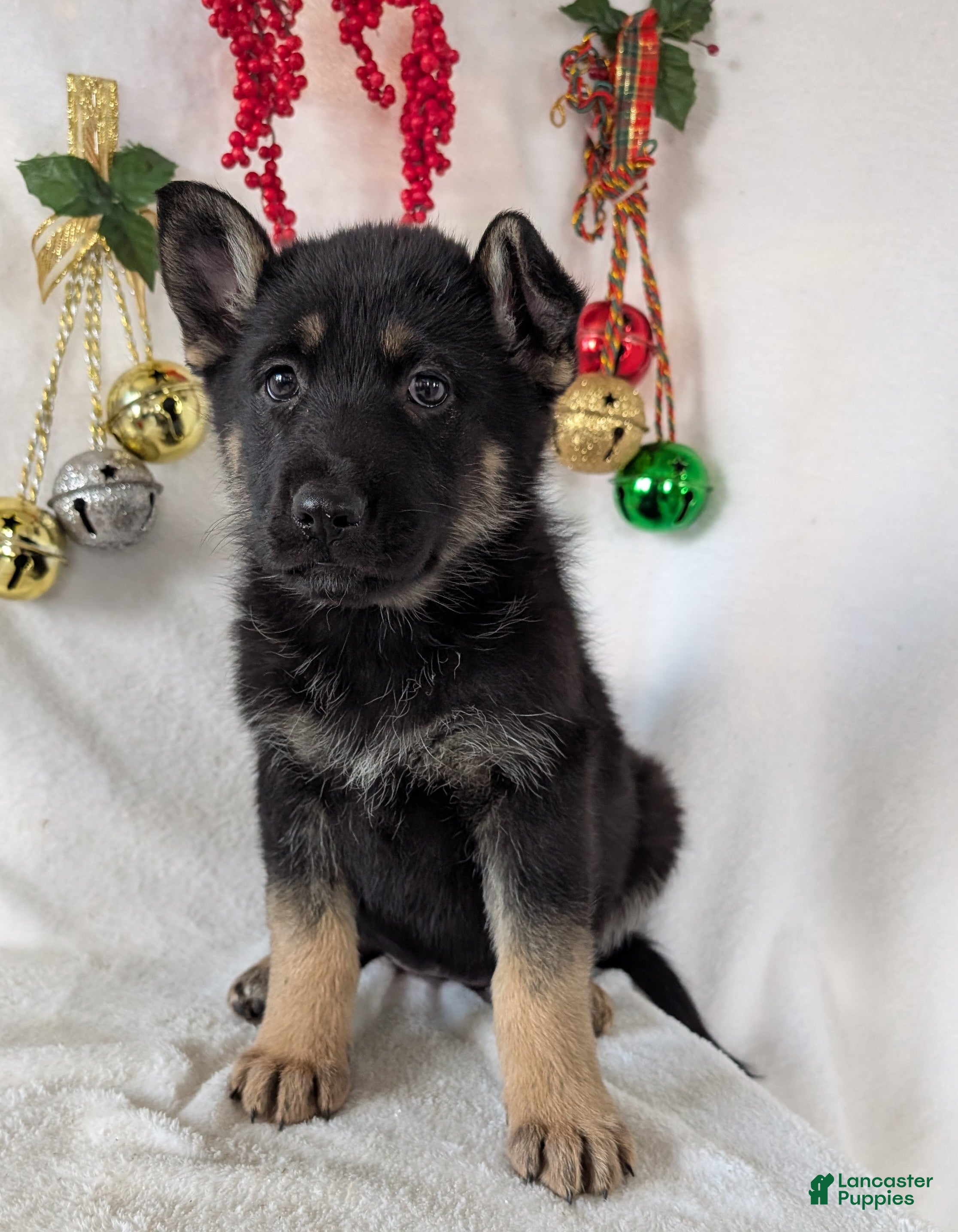 German Shepherd dogs Marge  - Ad 13