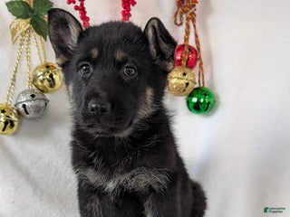 German Shepherd dogs Marge - Ad 17