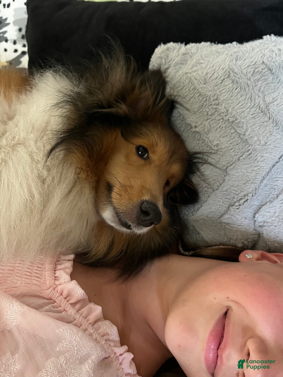 Shetland Sheepdog dogs for sale: Shetland Sheepdog Puppy 3 - Ad 13