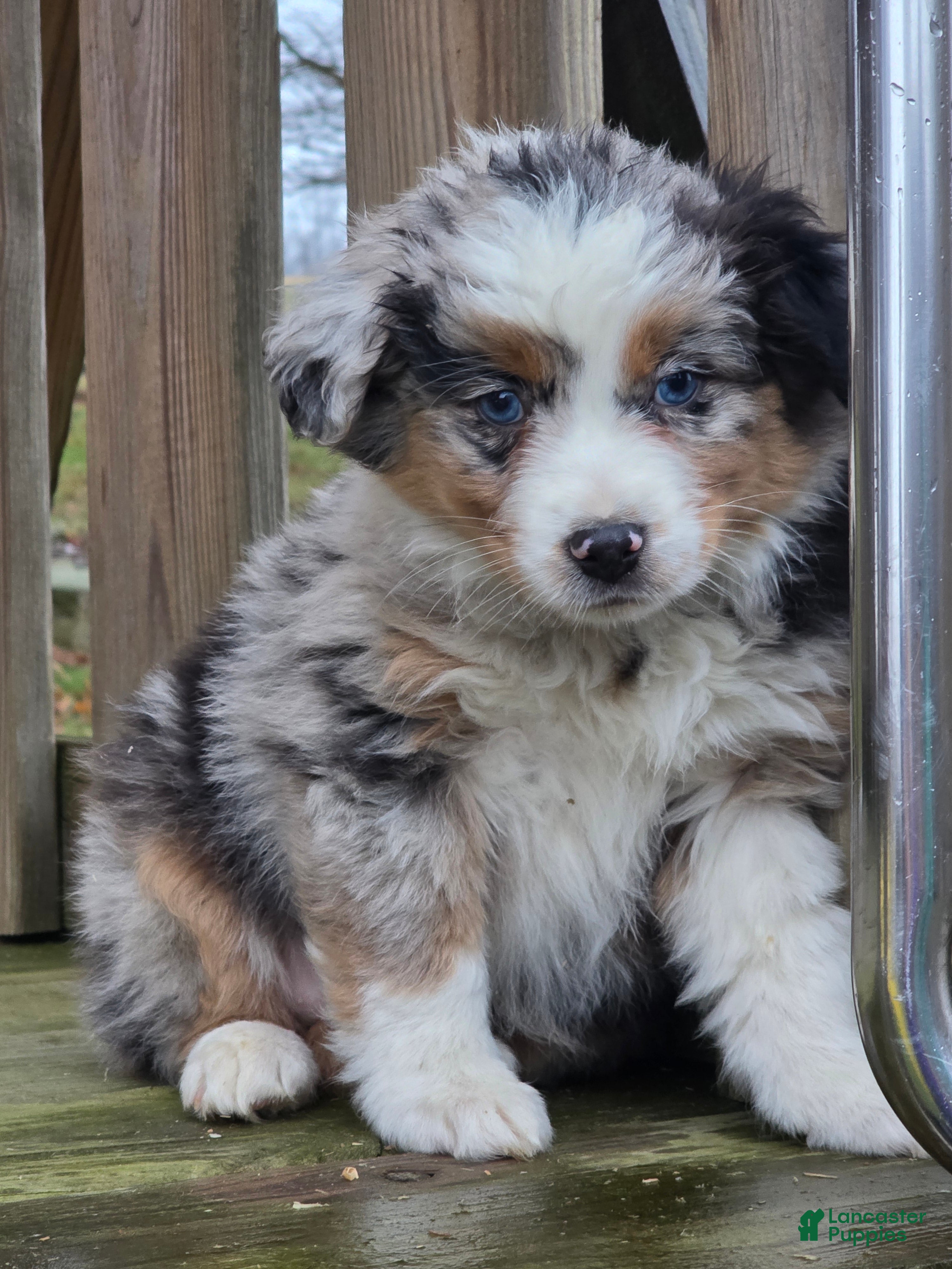 Australian Shepherd dogs for sale: Luke - Ad 1