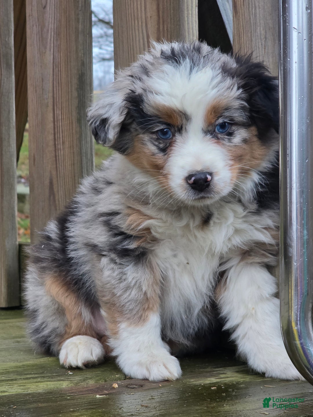 Australian Shepherd dogs for sale: Luke - Ad 1