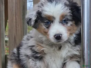 Australian Shepherd dogs Luke - Ad 6