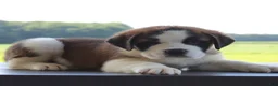 Saint Bernard dogs for sale: Missy - AKC Champion Bloodlines - Ad 9