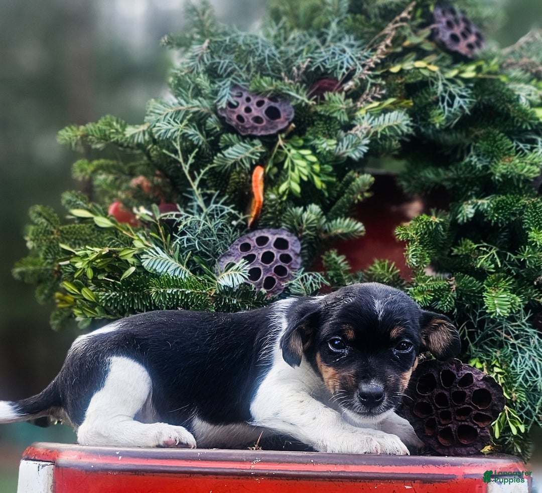 Jackapoo dogs for sale: Juniper - Ad 5