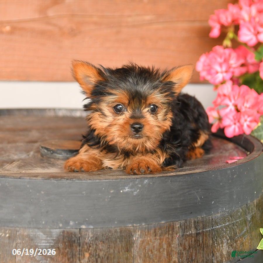 Yorkshire Terrier dogs Teddy - Ad 2