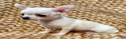 Chihuahua dogs for sale: Spicy - Ad 8