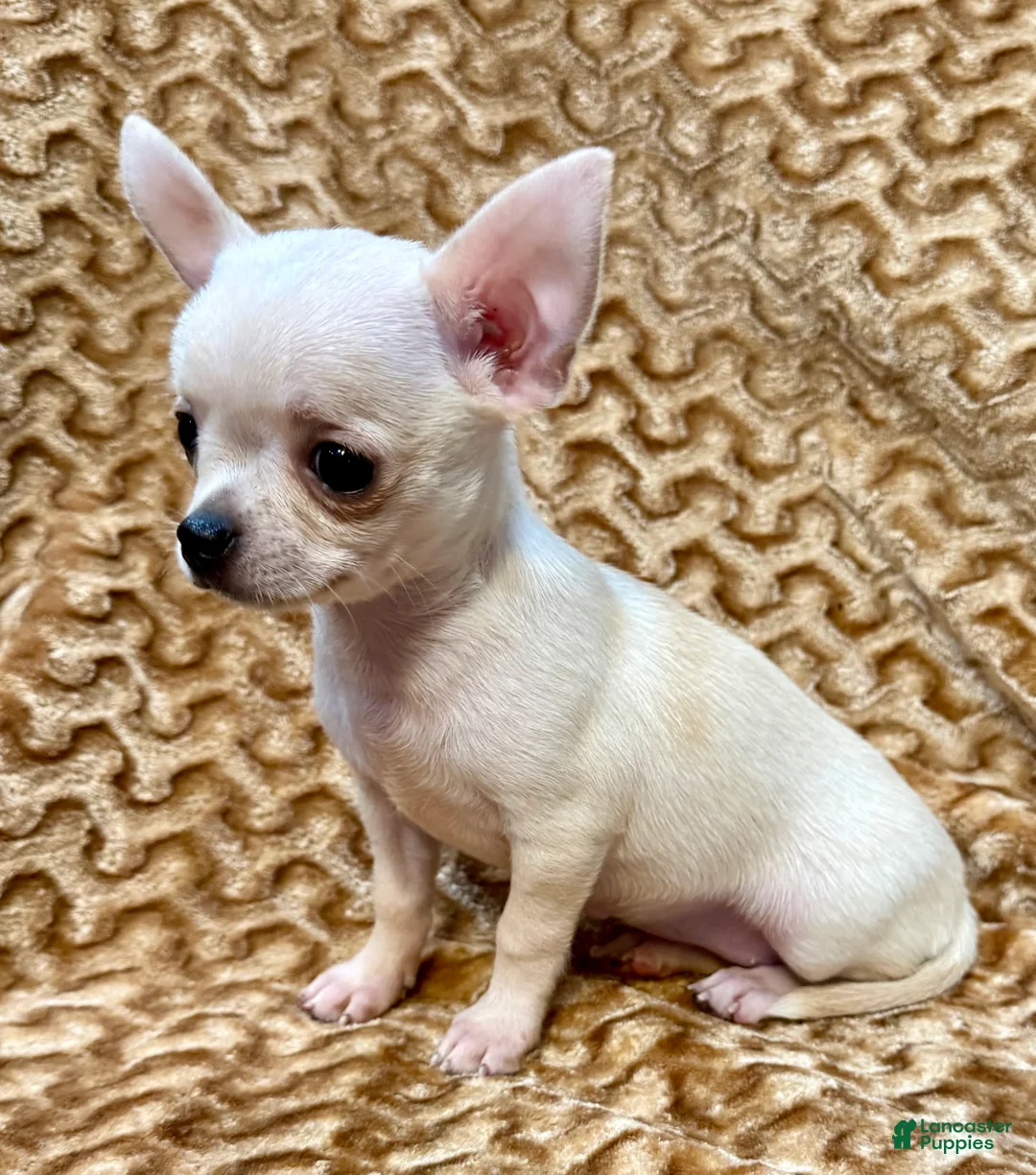 Chihuahua dogs for sale: Spicy - Ad 8