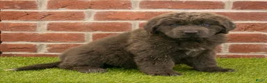 Rosie