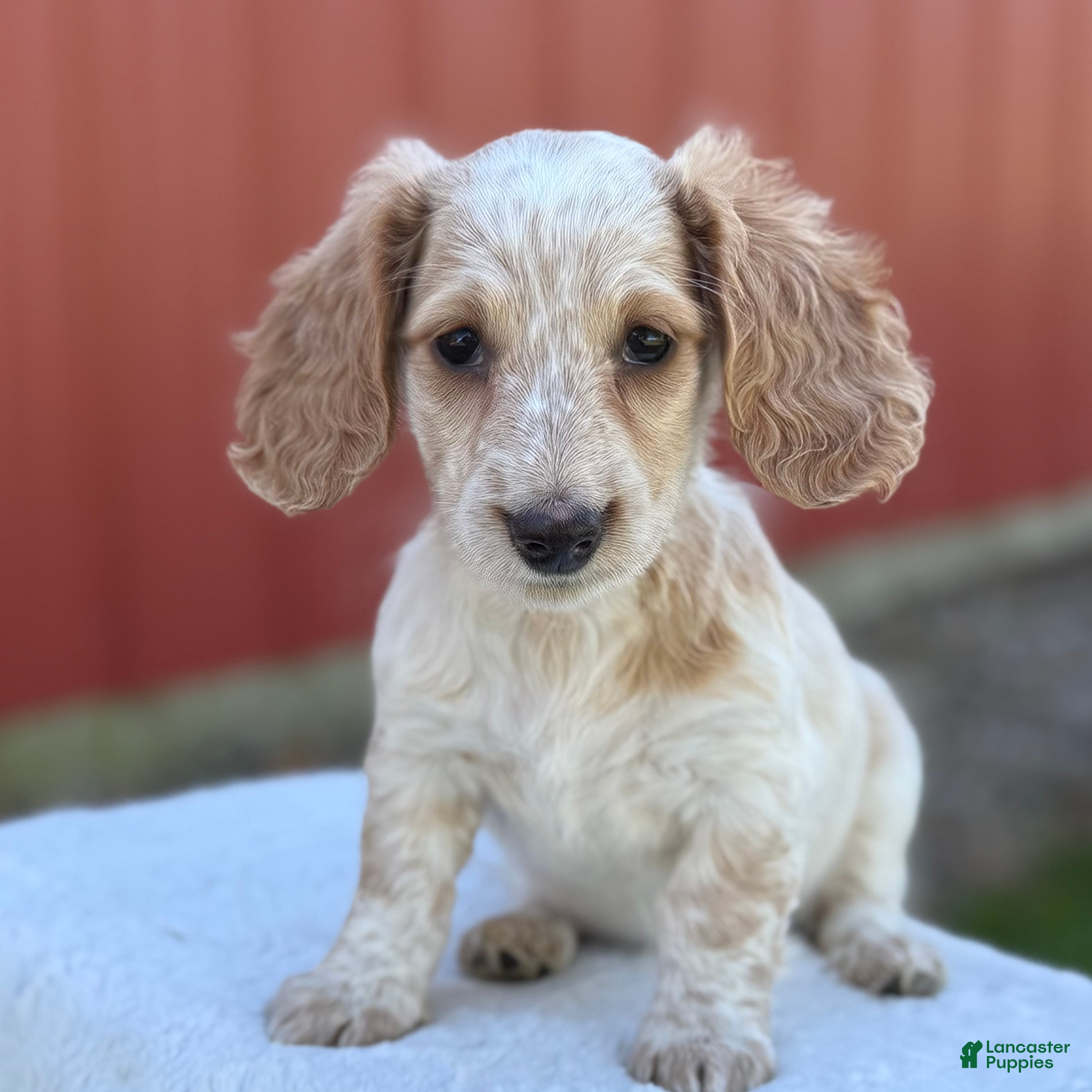 Miniature Dachshund dogs for sale: Navy - Ad 1