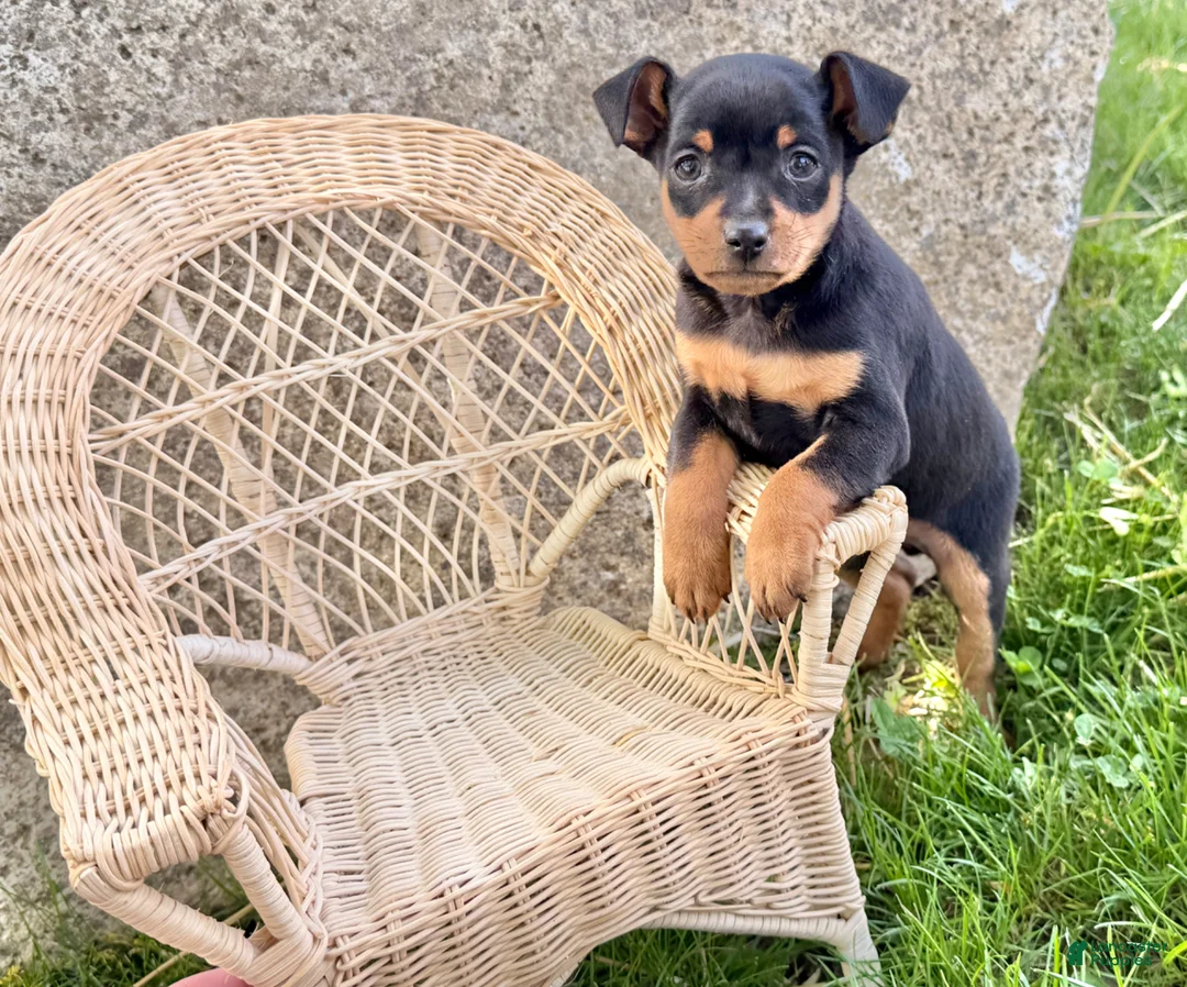 Miniature Pinscher dogs for sale: Indian  - Ad 9