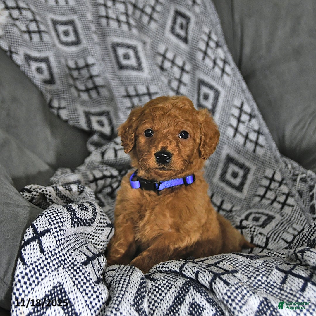 Mini Goldendoodle dogs for sale: Rudolph - Ad 5