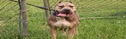 Cane Corso dogs for sale: Mr. Miyagi  - Ad 6