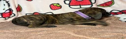 English Mastiff dogs for sale: Bella (Purple) - Ad 3