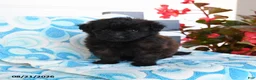 Havapoo dogs for sale: Mocha - Ad 3