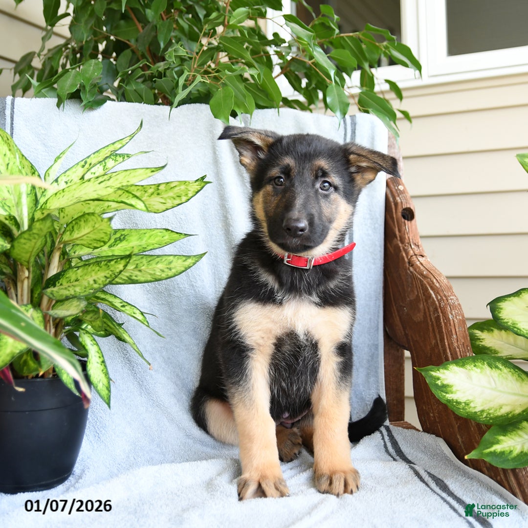 German Shepherd dogs for sale: Nina - Ad 4