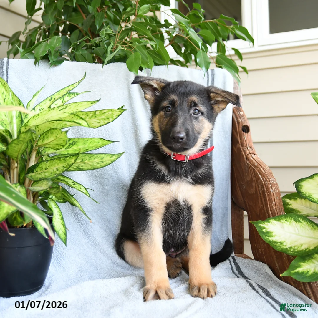 German Shepherd dogs for sale: Nina - Ad 9